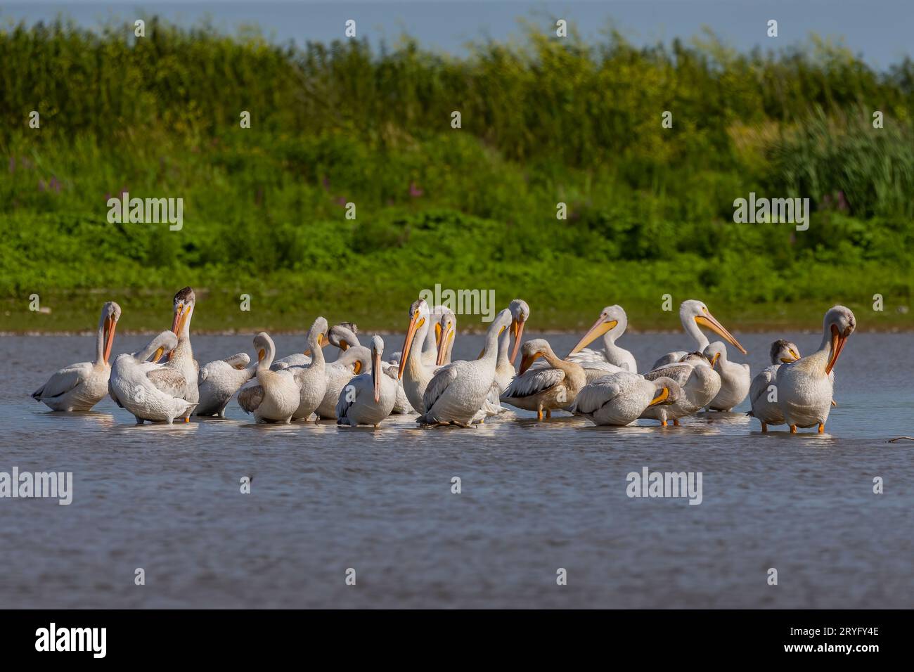 Pélican blanc (Pelecanus erythrorhynchos) Banque D'Images
