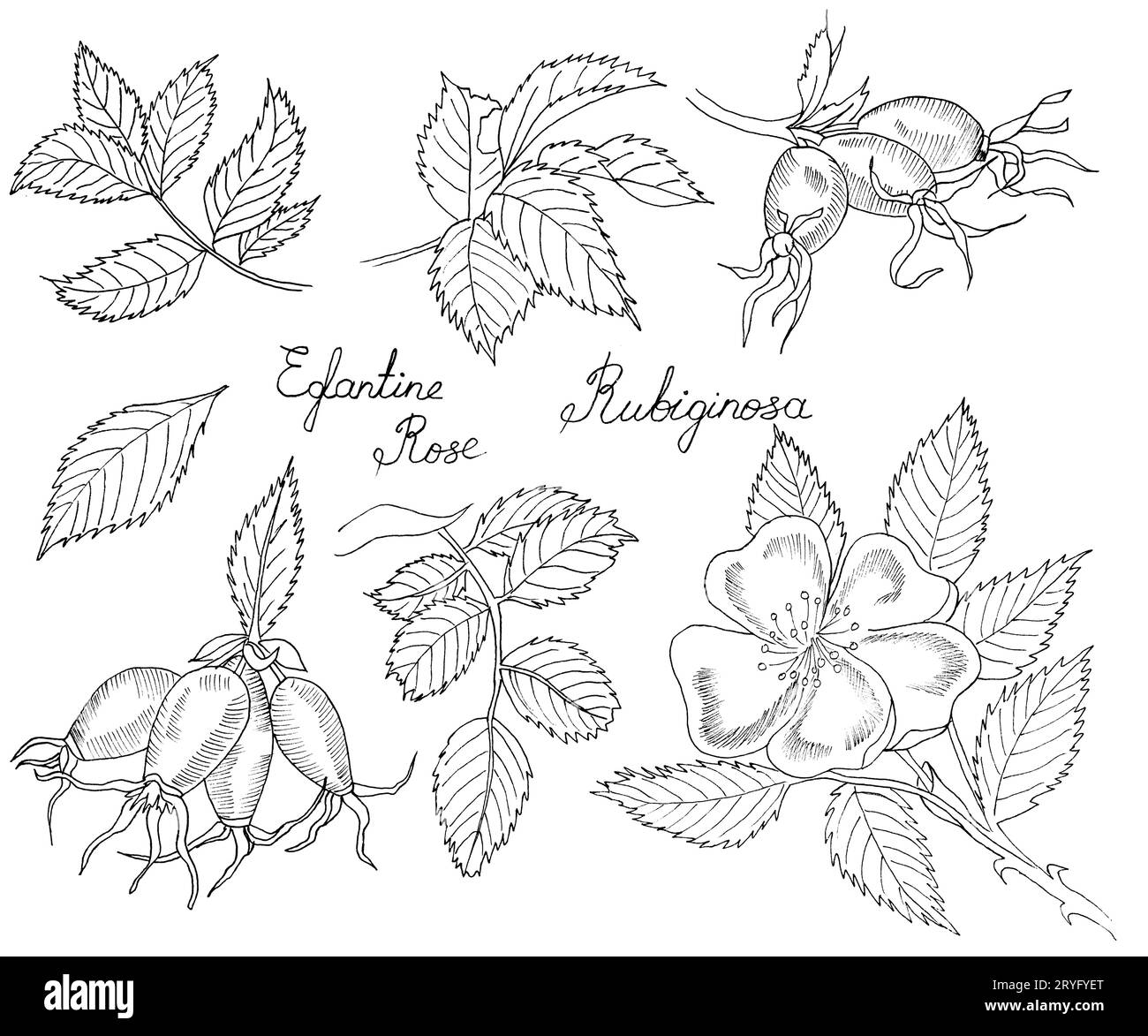 Branche graphique de la fleur de rose d'eglantine avec des barries sur fond blanc. Illustration à l'encre noire et blanche dessinée à la main. Banque D'Images