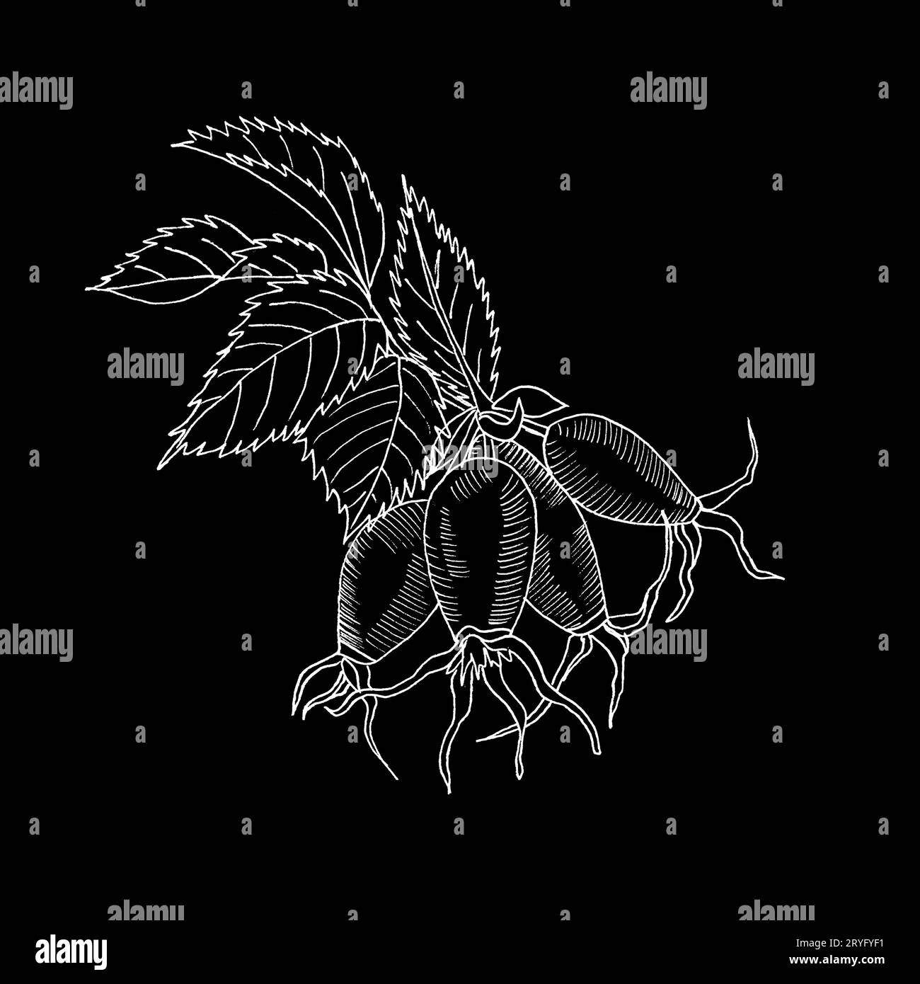 Branche graphique de la fleur de rose d'eglantine avec des barries sur fond blanc. Illustration à l'encre noire et blanche dessinée à la main. Banque D'Images