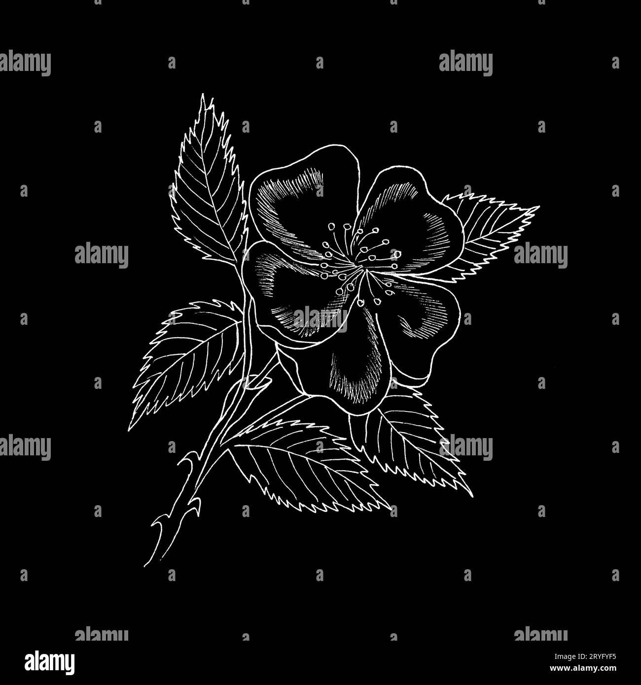 Branche graphique de la fleur de rose d'eglantine avec des barries sur fond blanc. Illustration à l'encre noire et blanche dessinée à la main. Banque D'Images