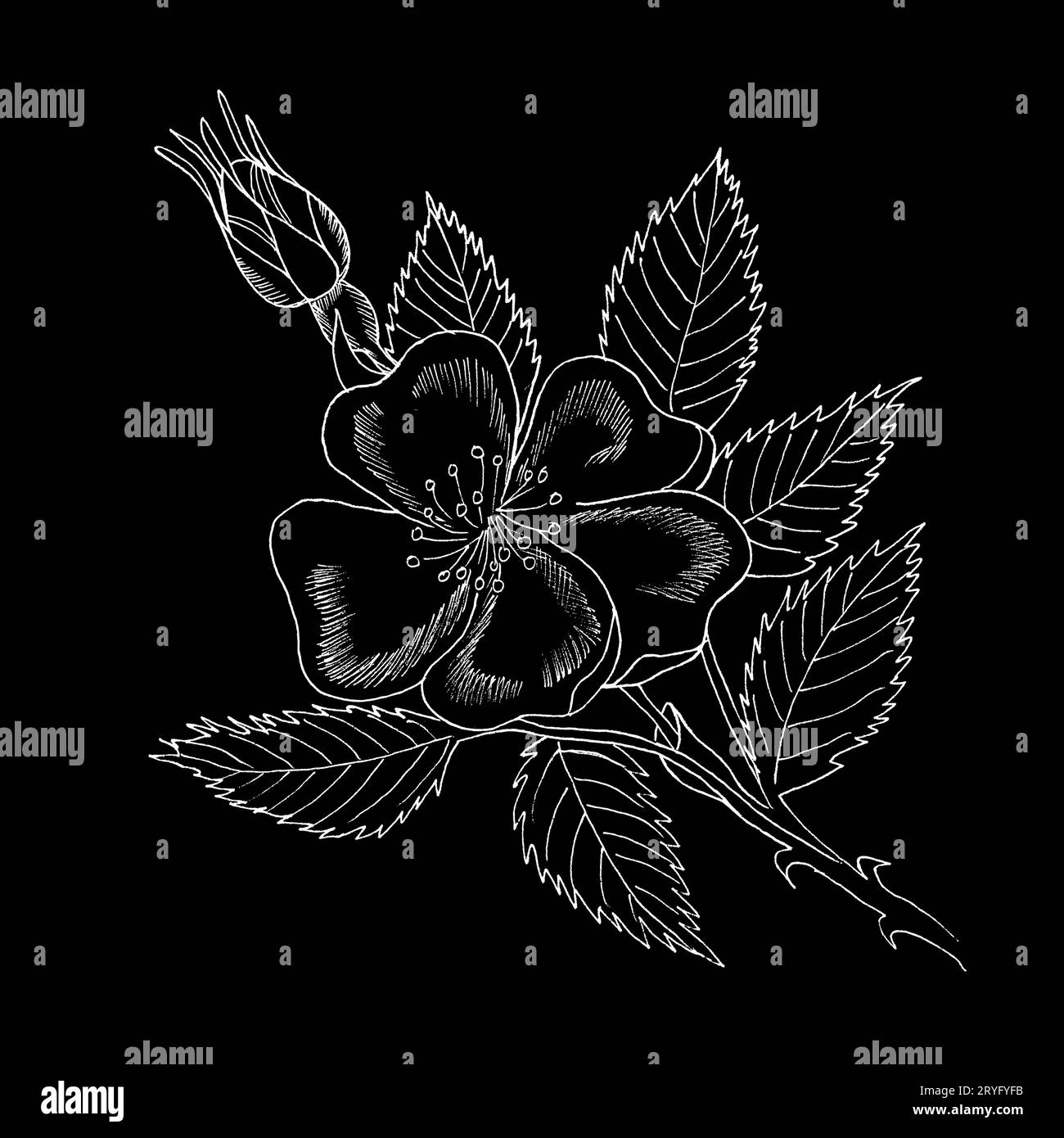 Branche graphique de la fleur de rose d'eglantine avec des barries sur fond blanc. Illustration à l'encre noire et blanche dessinée à la main. Banque D'Images