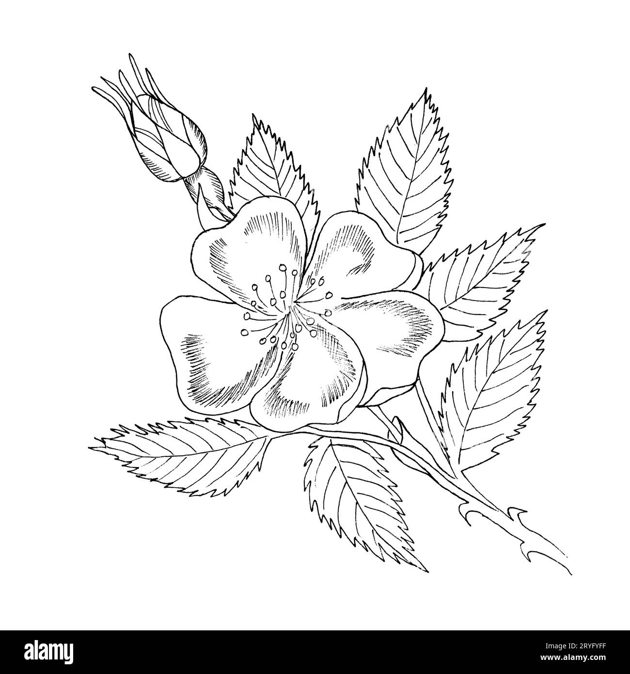 Branche graphique de la fleur de rose d'eglantine avec des barries sur fond blanc. Illustration à l'encre noire et blanche dessinée à la main. Banque D'Images