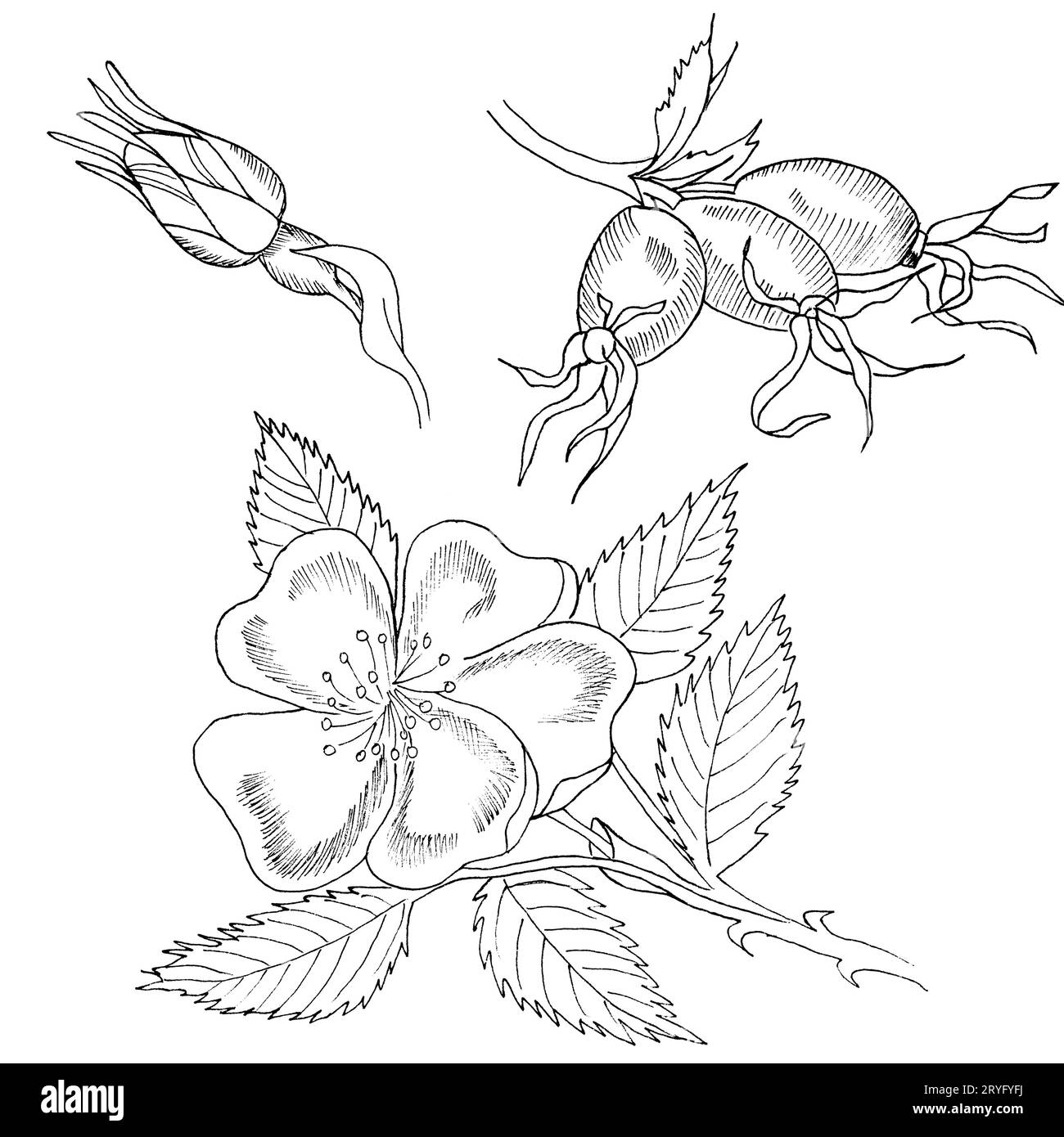 Branche graphique de la fleur de rose d'eglantine avec des barries sur fond blanc. Illustration à l'encre noire et blanche dessinée à la main. Banque D'Images