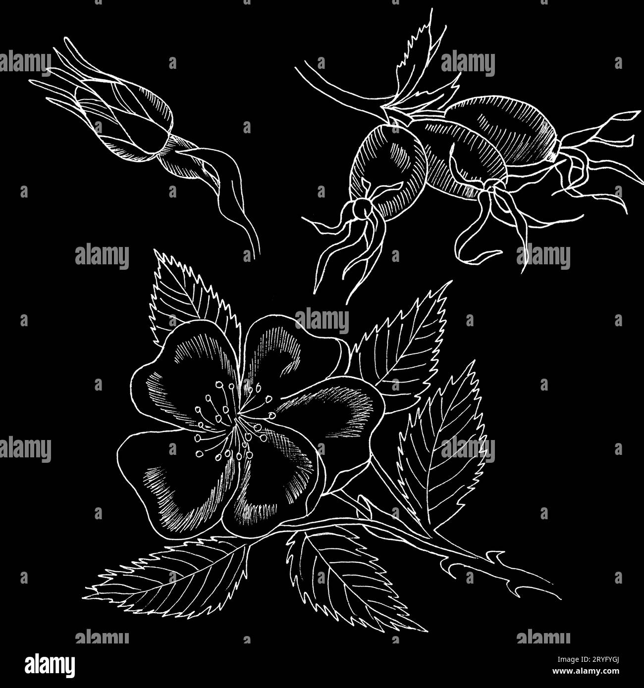 Branche graphique de la fleur de rose d'eglantine avec des barries sur fond blanc. Illustration à l'encre noire et blanche dessinée à la main. Banque D'Images