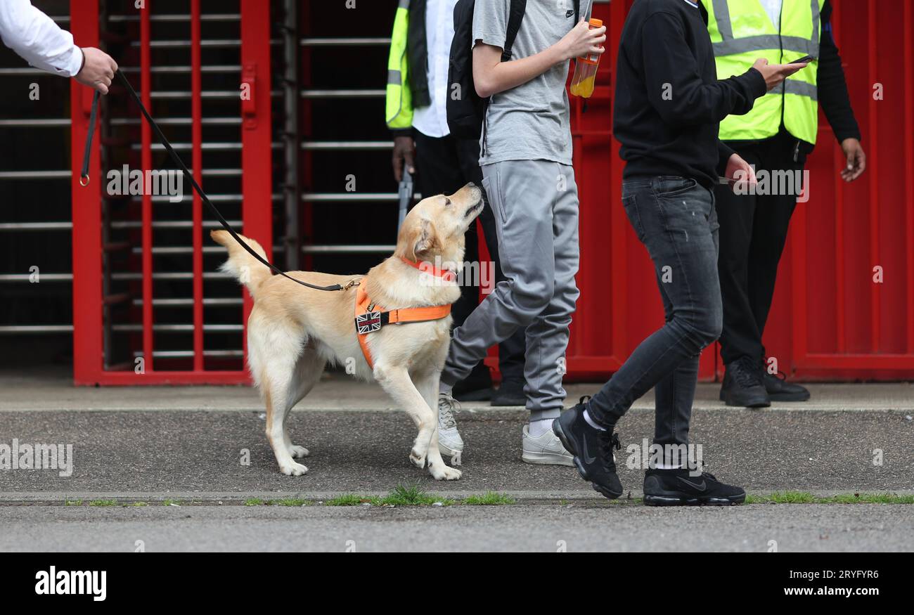 Un chien Sniffer travaillant au Broadfield Stadium avant le match de la Ligue 2 de l'EFL entre Crawley Town et Sutton United. Les chiens de détection de drogue/pyro ont été amenés par le club pour empêcher les supporters d'apporter des éruptions de fumée dans les matchs. 30 septembre 2023 Banque D'Images