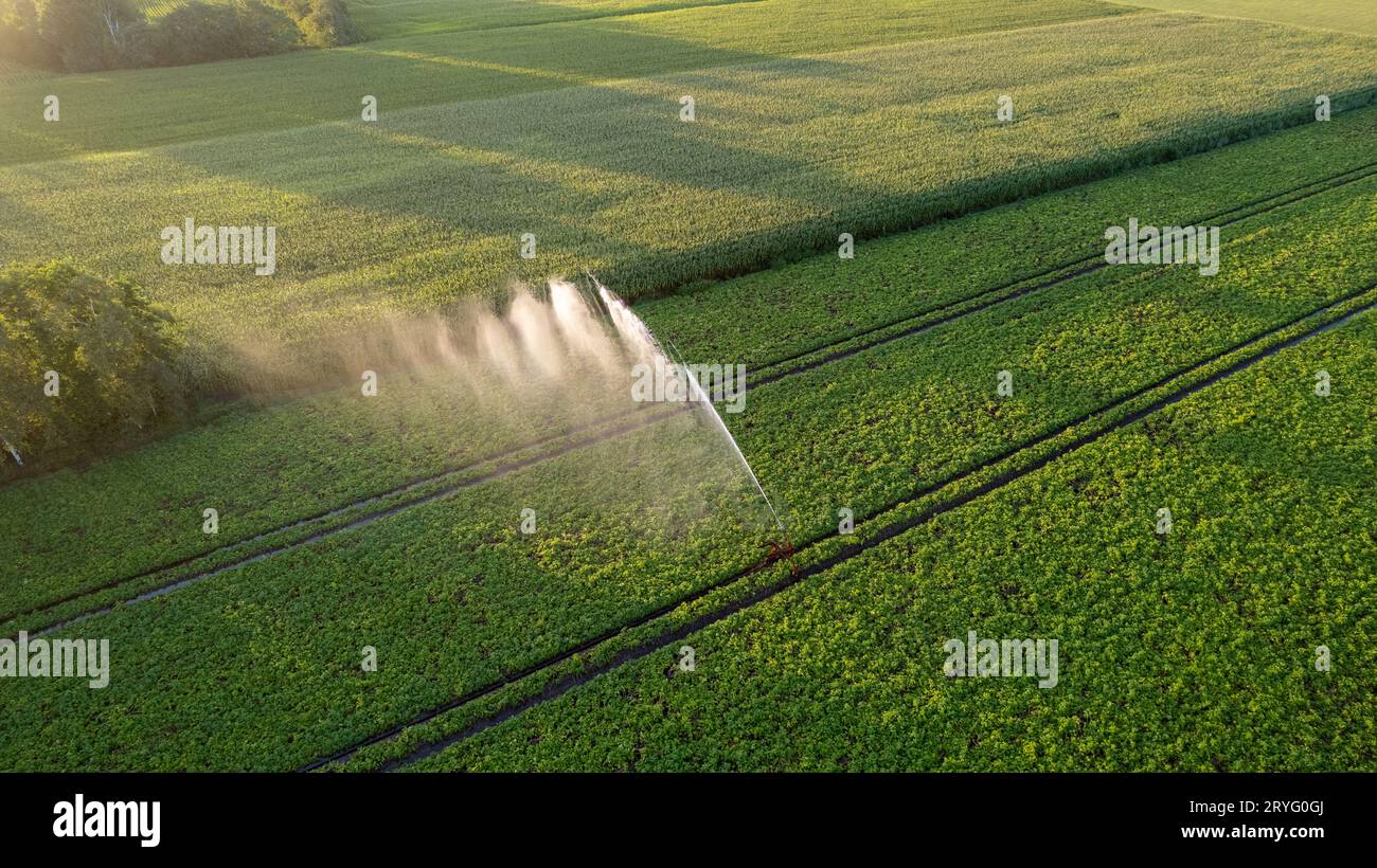 Vue aérienne par un drone d'un champ de pommes de terre irrigué par un système d'irrigation gigantesque et puissant Banque D'Images