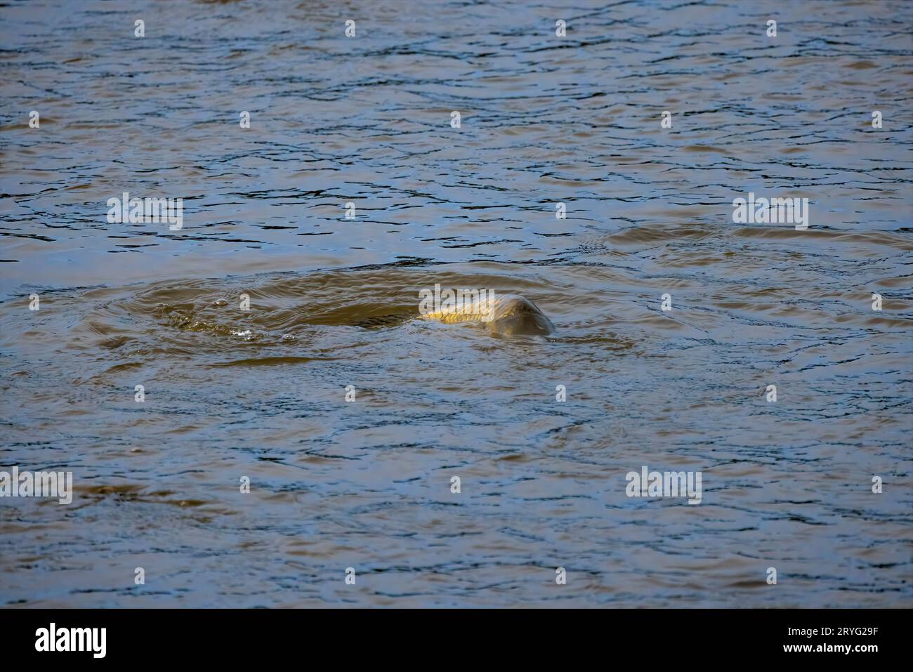 Carpe européenne (Cyprinus carpio) Banque D'Images