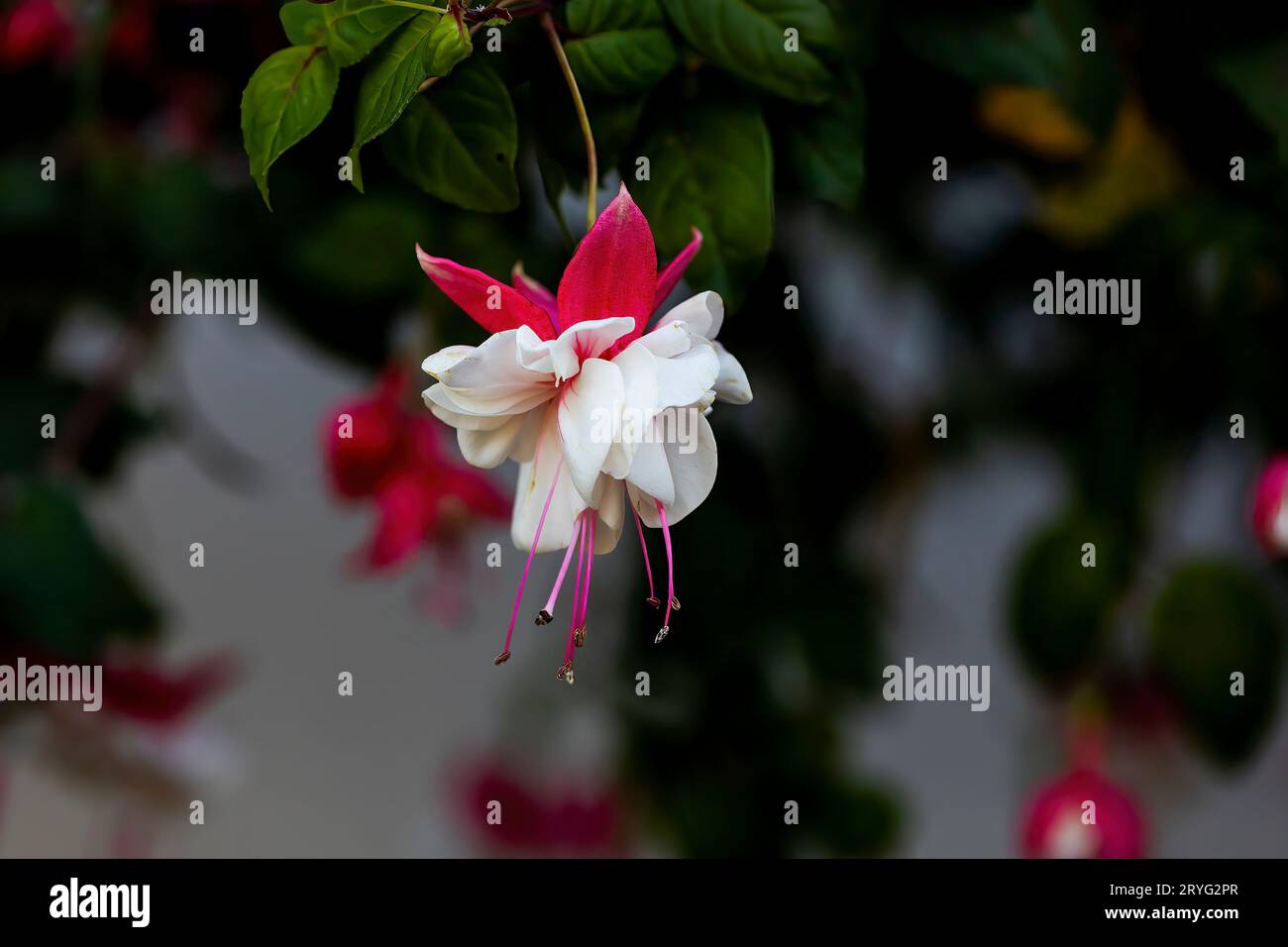 Fuchsia 'Paloma' (Fuchsia 'Paloma') Banque D'Images