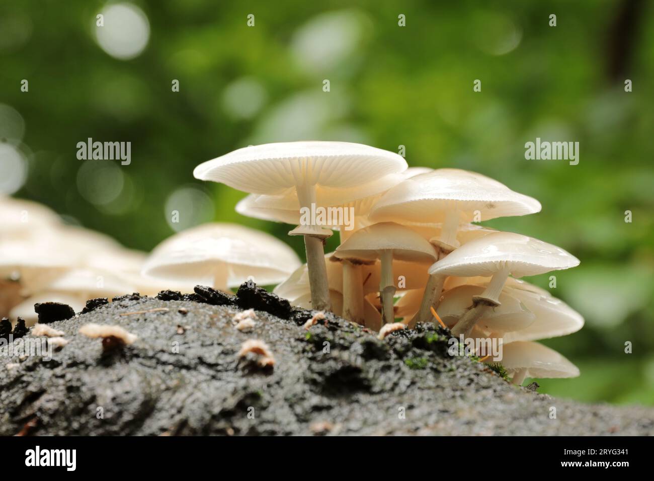 Champignons Banque D'Images