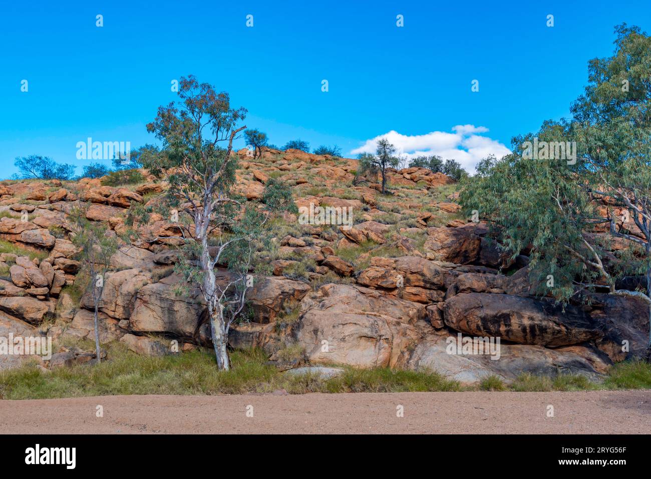 Les gommes rouges (Eucalyptus camaldulensis) et les rochers de siltstone (aleurolite) bordent la rivière Todd (Lhere Mparlwe) près d'Alice Springs, en Australie Banque D'Images