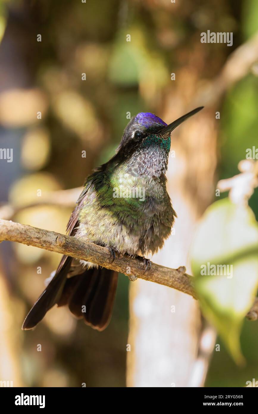 Colibri à tête violette perché sur une branche à San Gerardo de Dota Costa Rica Banque D'Images