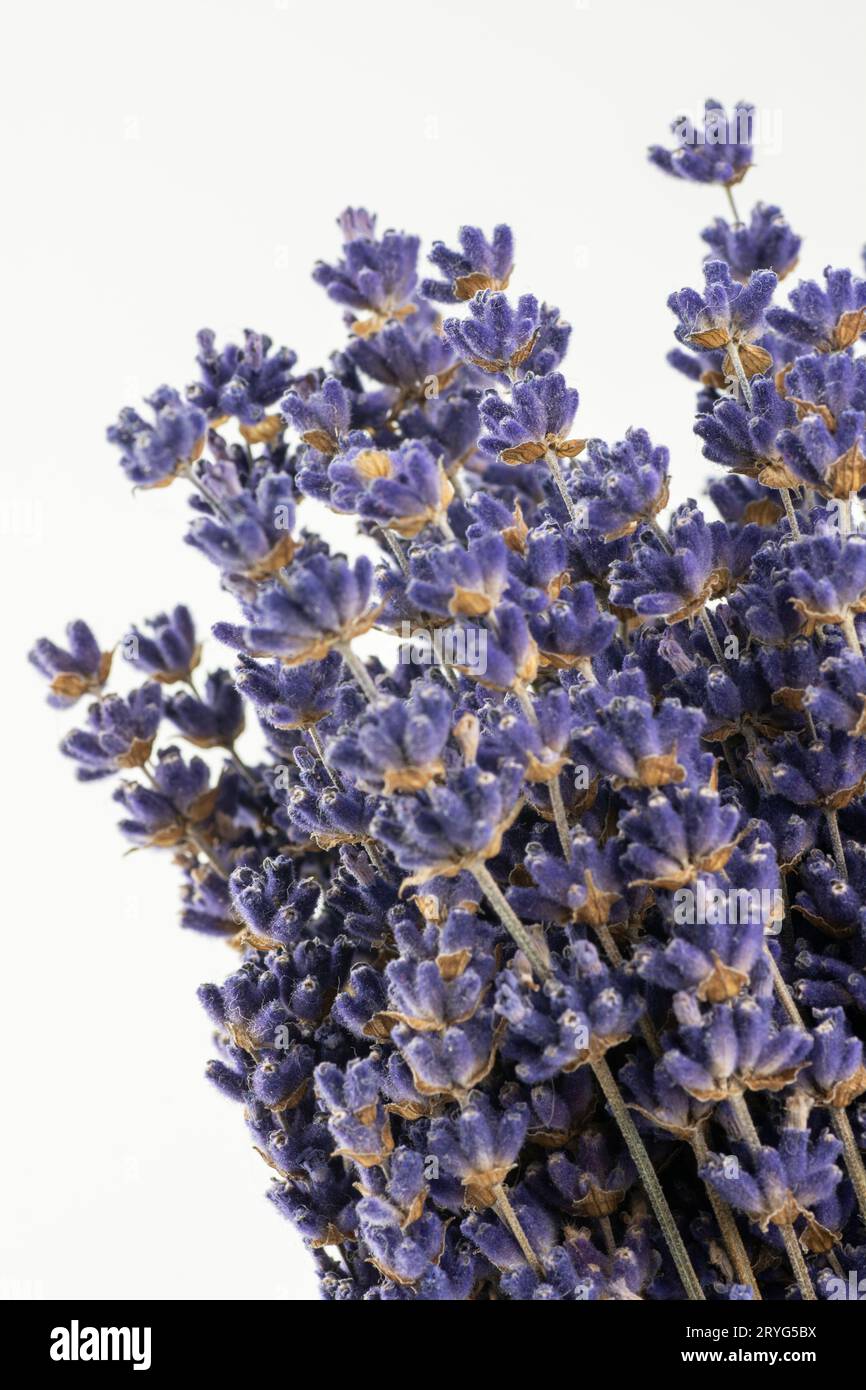 Bouquet de fleurs de lavande séchées (Lavandula) isolées sur fond blanc. Banque D'Images