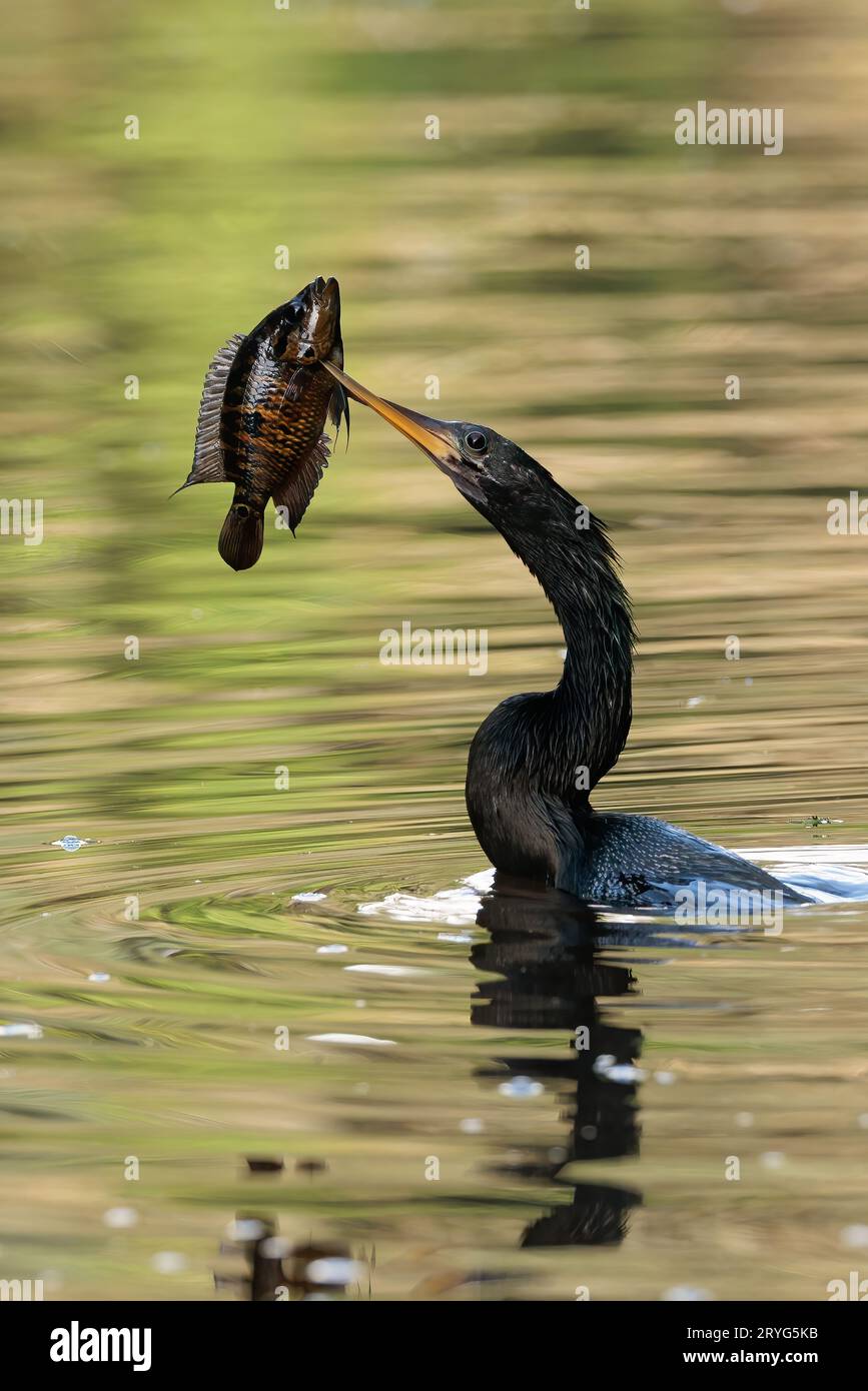 Pêche Anhinga dans la rivière Tortuguero, Costa Rica Banque D'Images