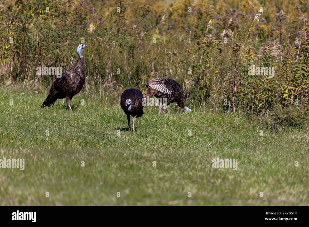 La dinde sauvage (Meleagris gallopavo) Banque D'Images