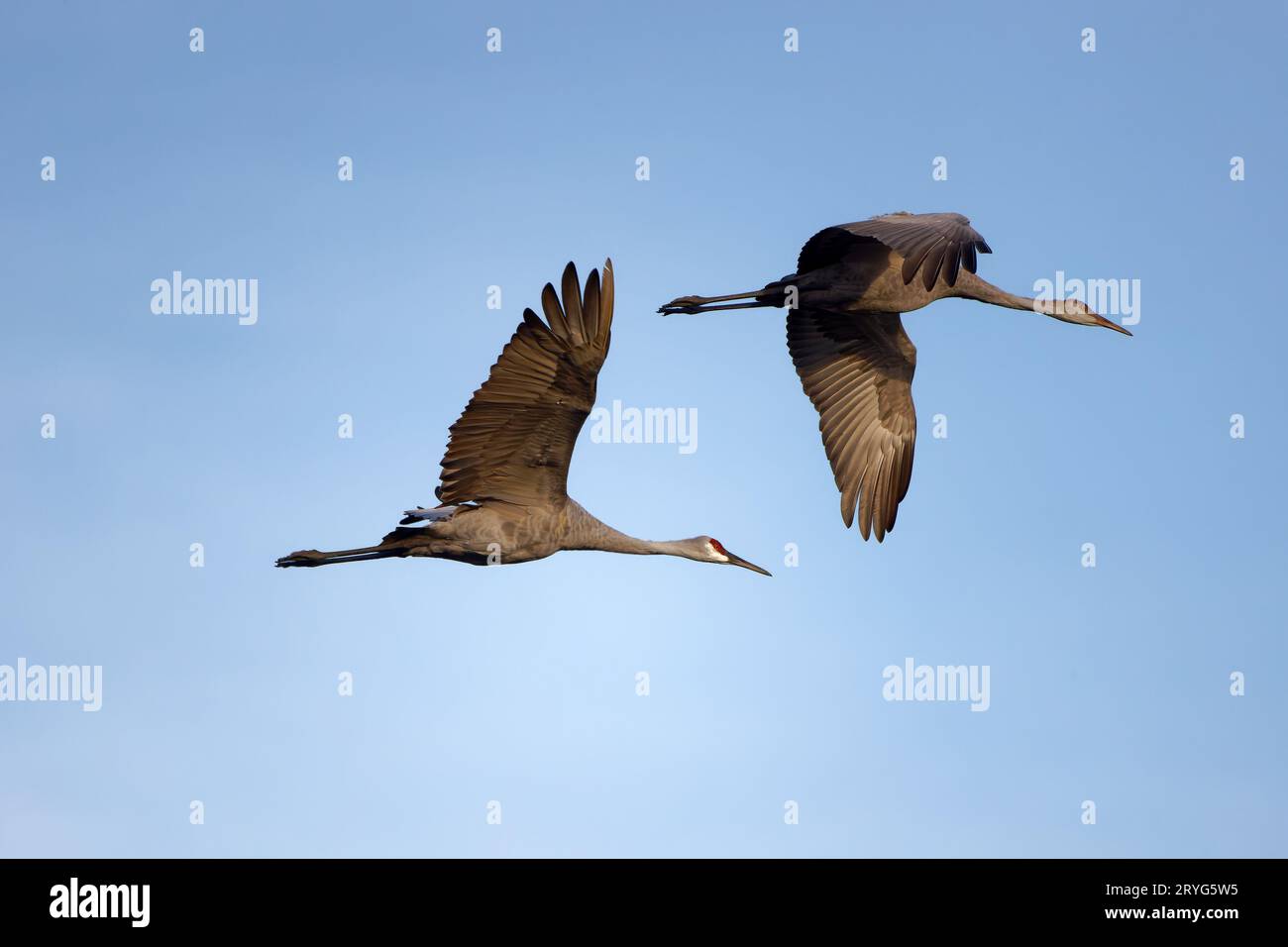 La grue Sandhill (Antigone canadensis) Banque D'Images