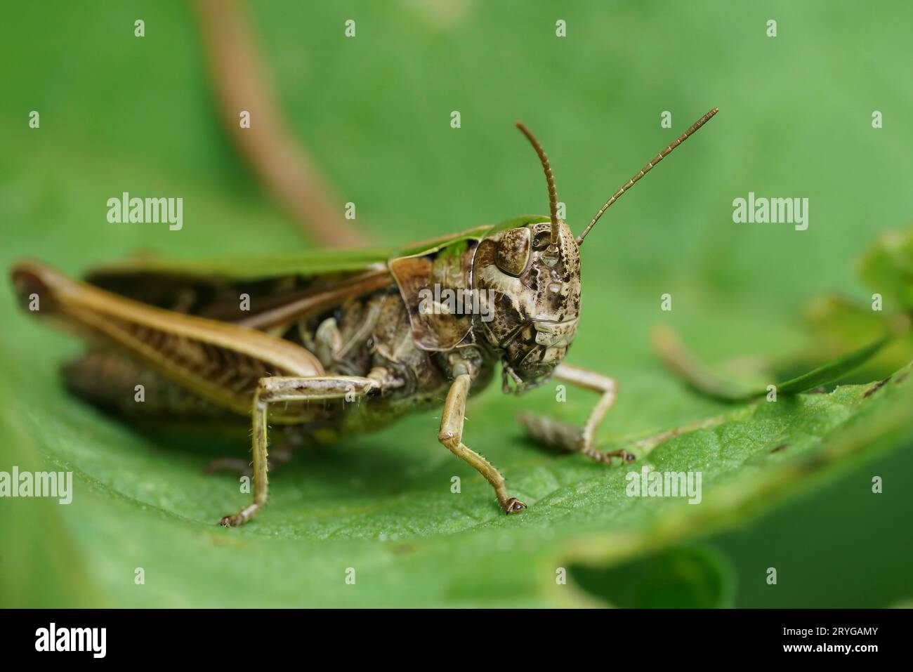 Gros plan détaillé sur un Grasshopper vert commun européen, Omocestus viridulus assis sur une feuille verte Banque D'Images