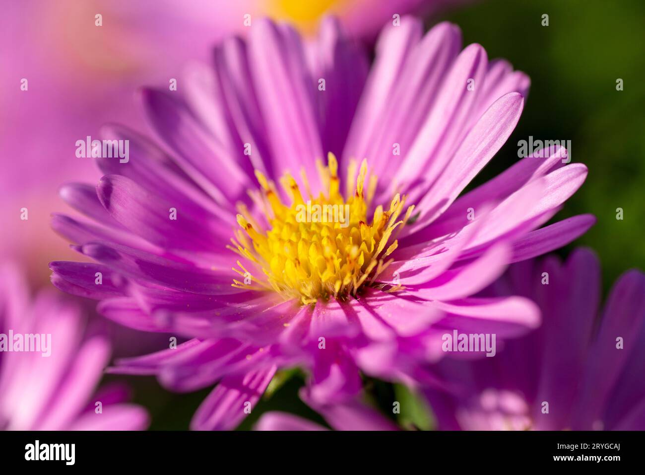 Fleurs de Symphyotrichum novi-belgii ou aster de New York. Banque D'Images