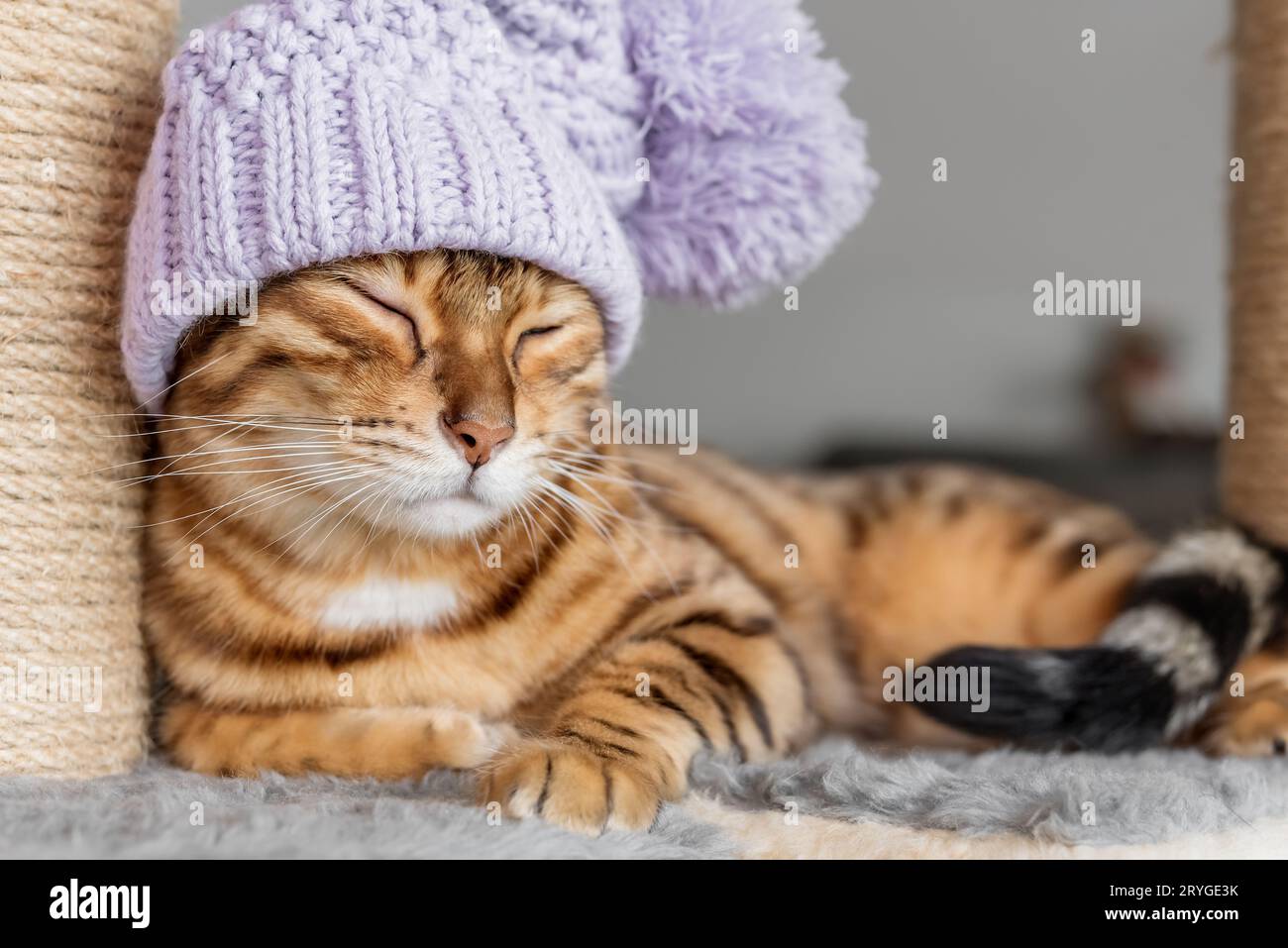 Chat Bengal et grattoir dans la chambre. Banque D'Images