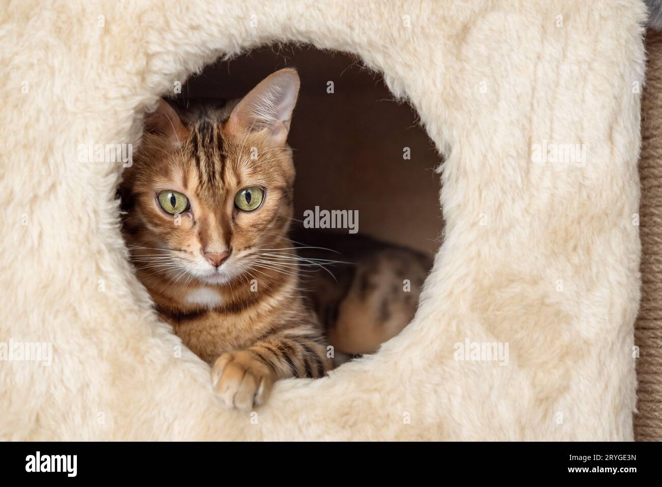 Chat Bengal se repose à l'intérieur de la maison du chat. Banque D'Images