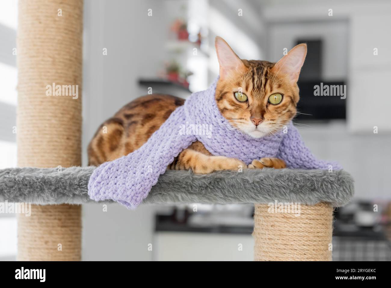 Un chat drôle dans une écharpe se trouve sur un poteau de grattage sur le fond de la pièce. Banque D'Images