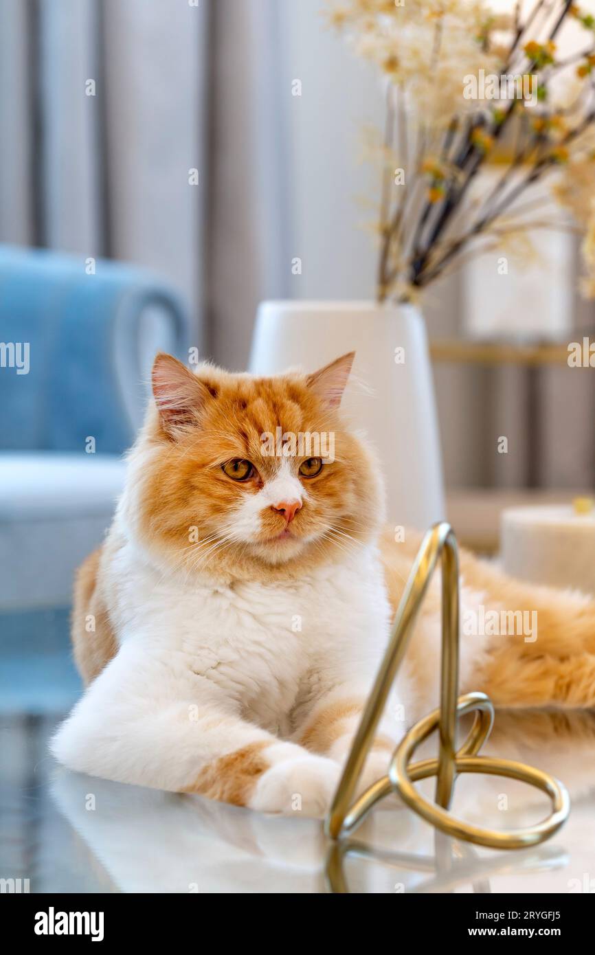 Joli gingembre avec chat blanc sur la poitrine assis fièrement sur la table en verre dans le salon à la maison Banque D'Images