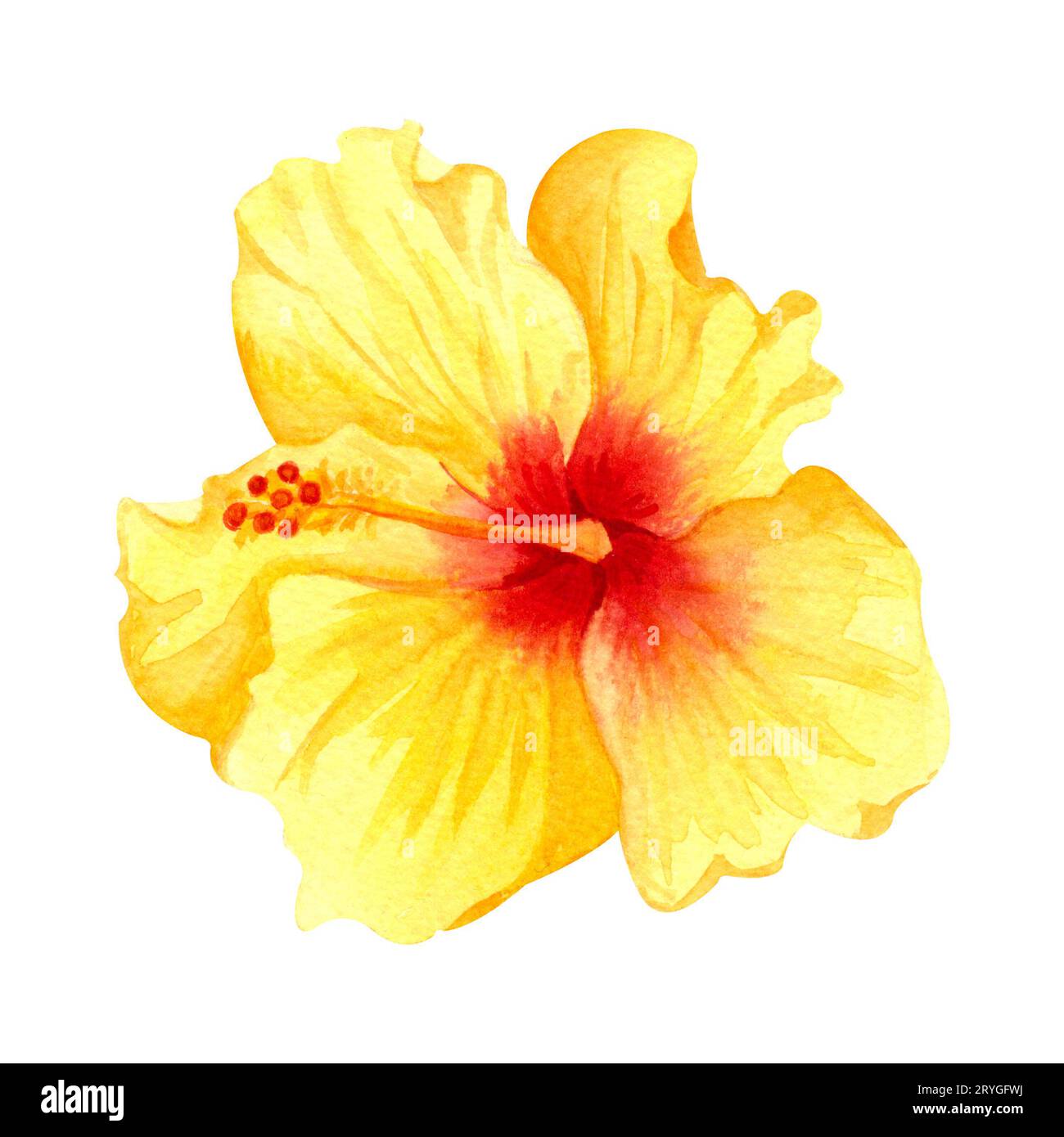 Hibiscus jaune aquarelle, fleur tropicale. Grand isolateur de fleurs ensoleillé dessiné à la main sur fond blanc. Banque D'Images