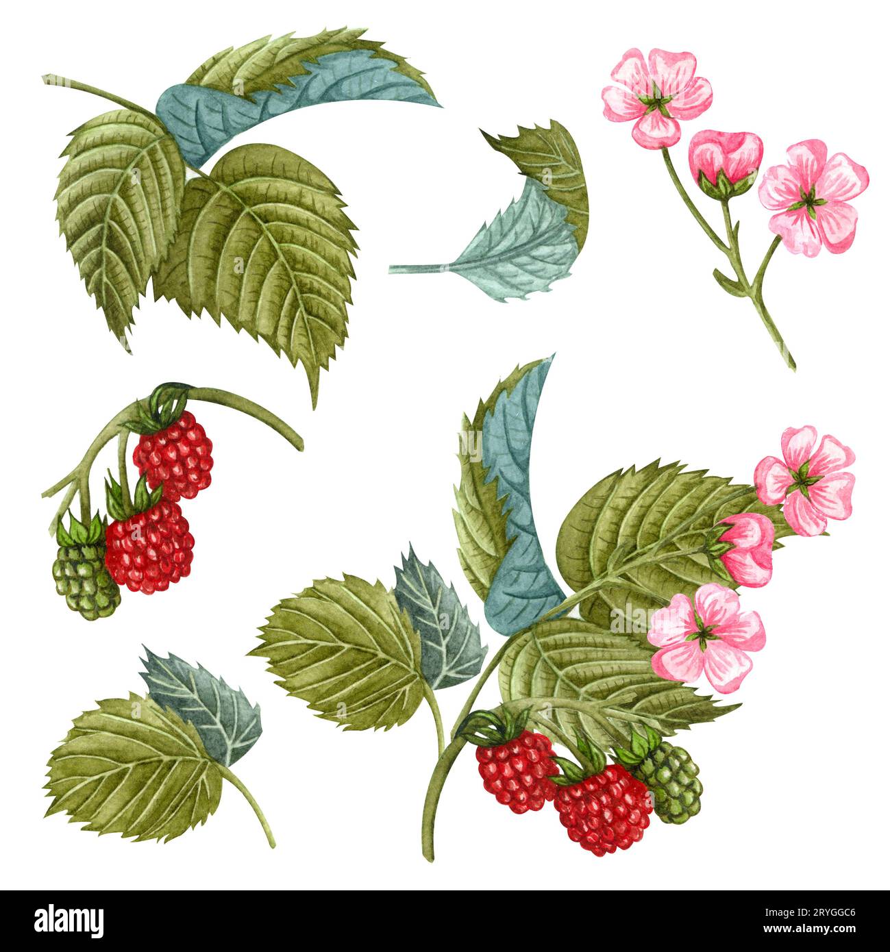 Branche de framboise fleurie à l'aquarelle avec des fleurs, des baies et des feuilles vertes. Ensemble botanique peint à la main de baies rouges et rose Banque D'Images