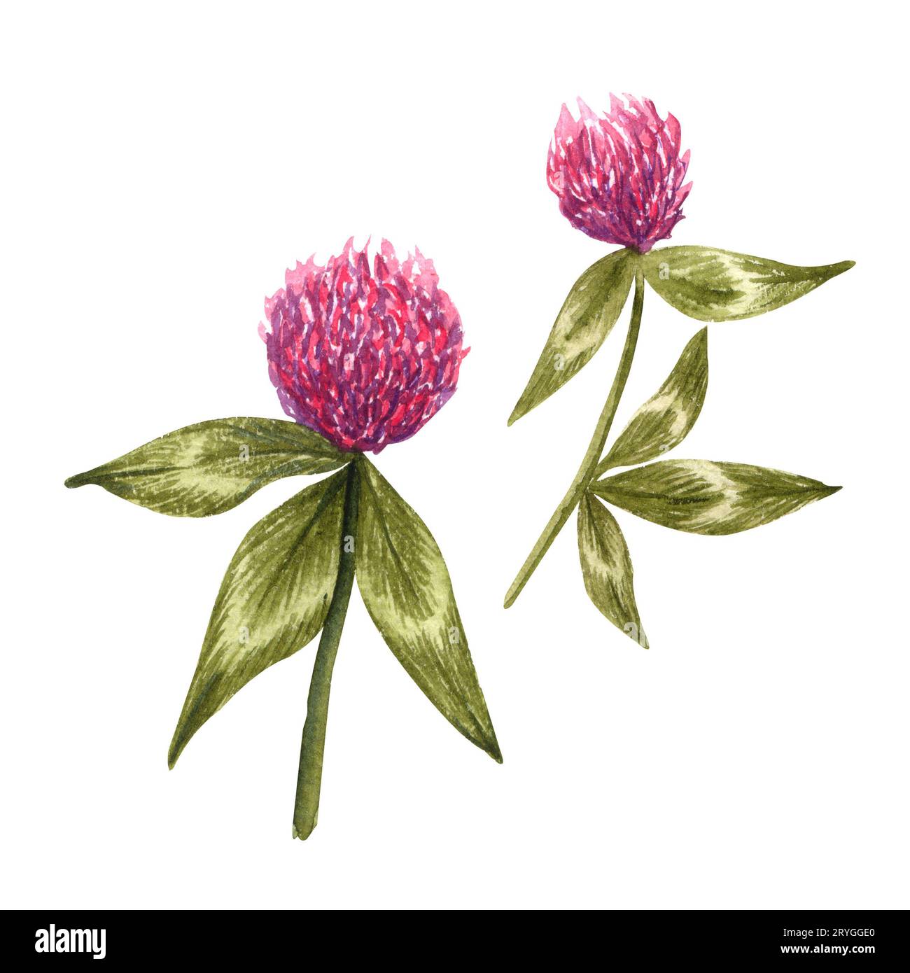 Ensemble de fleurs de trèfle rouge avec des feuilles. Banque D'Images