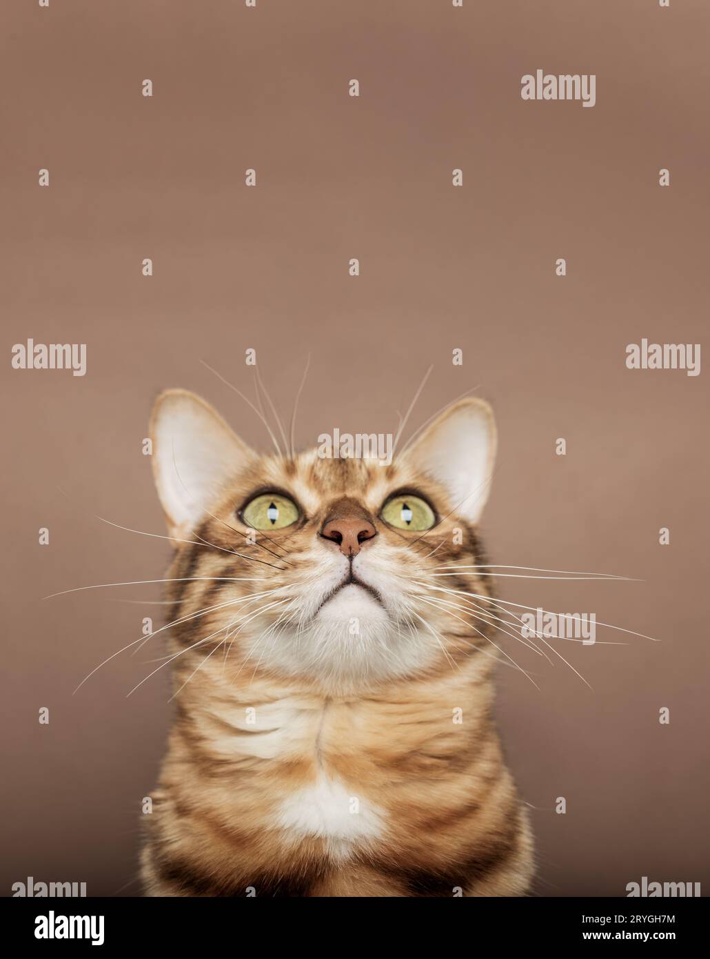 Museau drôle d'un chat Bengal sur un fond brun. Banque D'Images