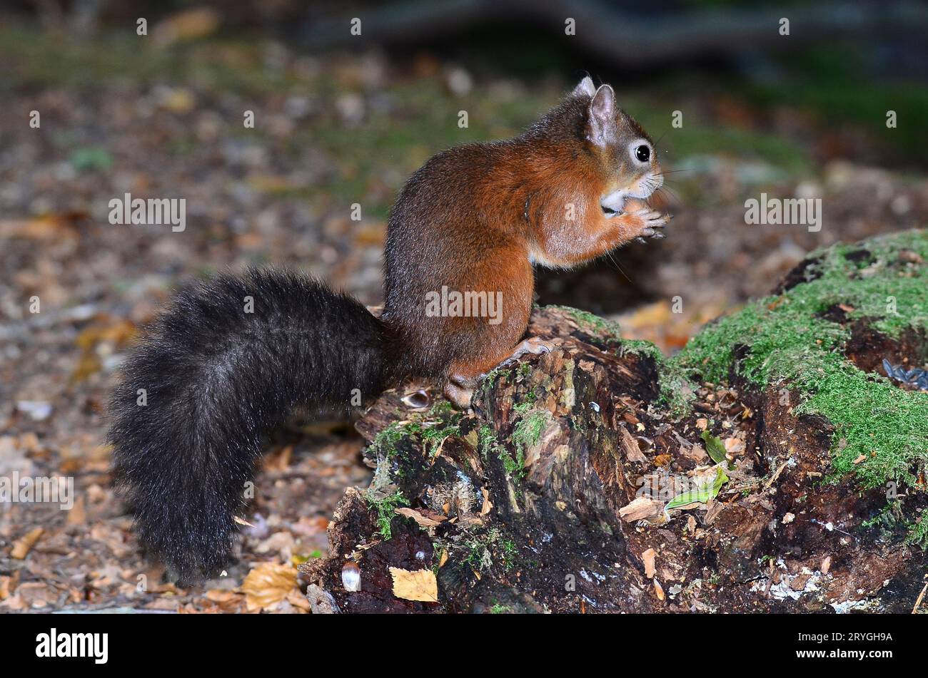 Écureuil roux adulte. Brownsea Island, Dorset, Royaume-Uni Banque D'Images