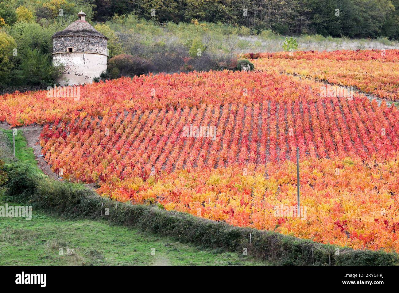 Pigeonnier et vignobles dans le Beaujolais pendant la saison d'automne, France Banque D'Images