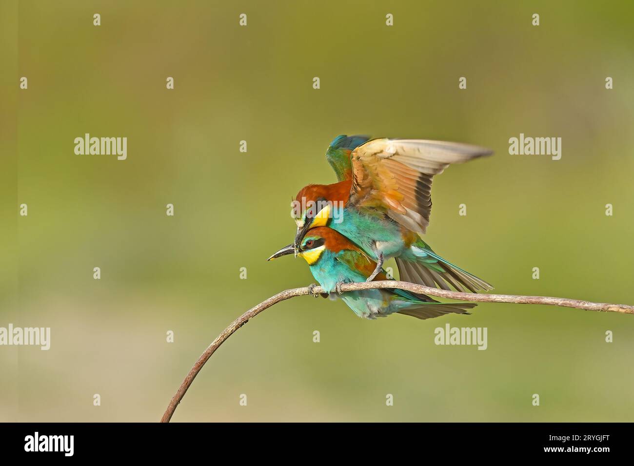 Deux mangeurs d'abeilles européens, Merops apiaster, assis sur un bâton s'accouplant, dans une belle lumière chaude du matin, Burdur, Turquie. Nettoyer le fond vert Banque D'Images