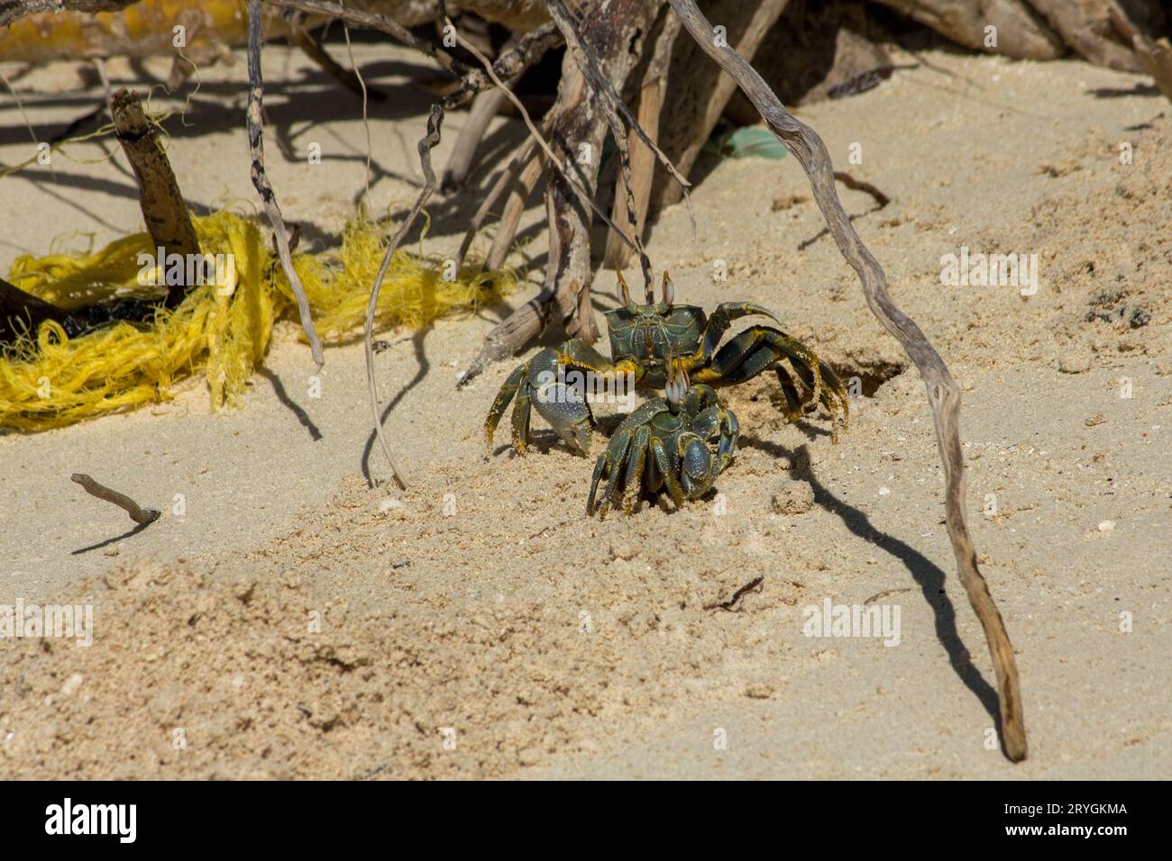 Des crabes fantômes aux yeux cornes se battent sur un terrier sur une plage des Maldives Banque D'Images