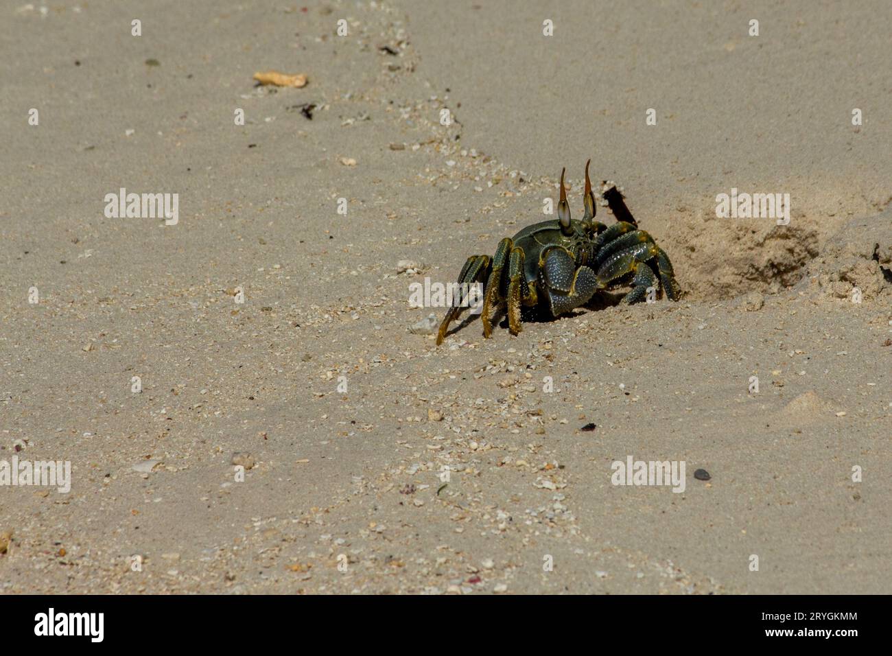 Crabe fantôme aux yeux cornes sur la plage des Maldives Banque D'Images