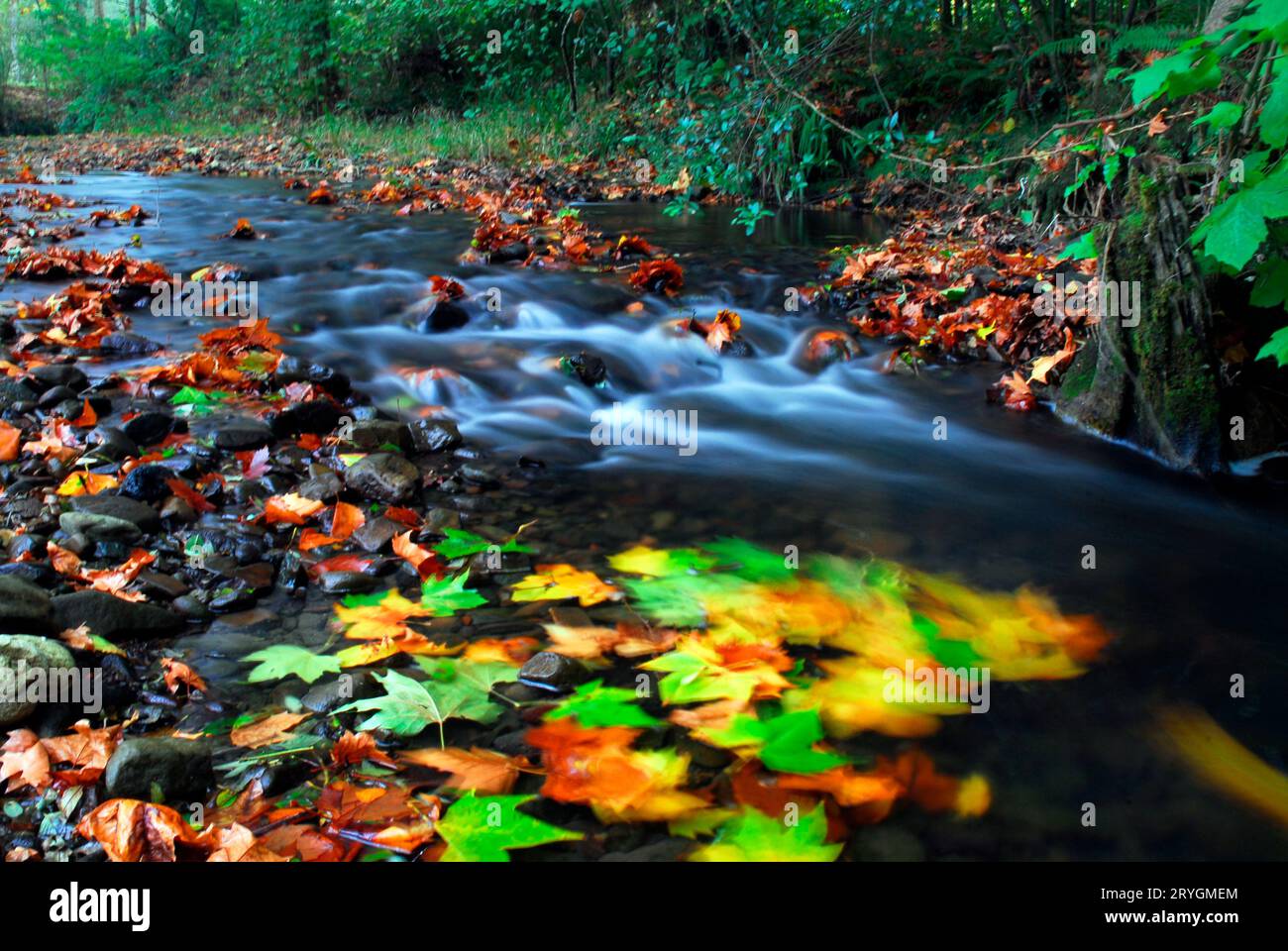 Feuilles d'arbre aux couleurs de l'automne emportées par l'eau d'une rivière. Banque D'Images