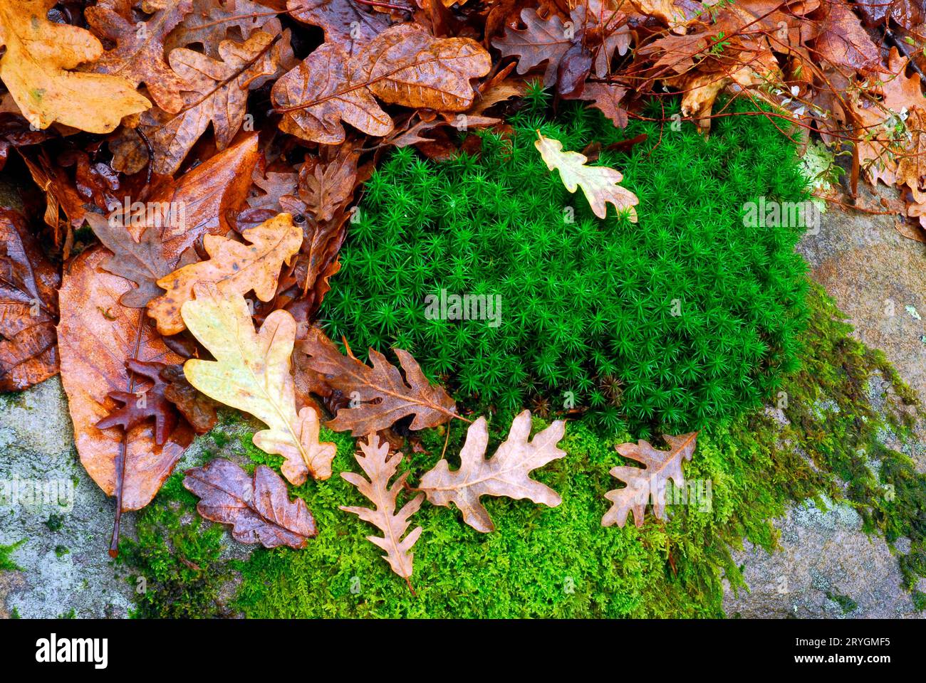 Mousses et feuilles de chêne sèches sur le sol. Banque D'Images