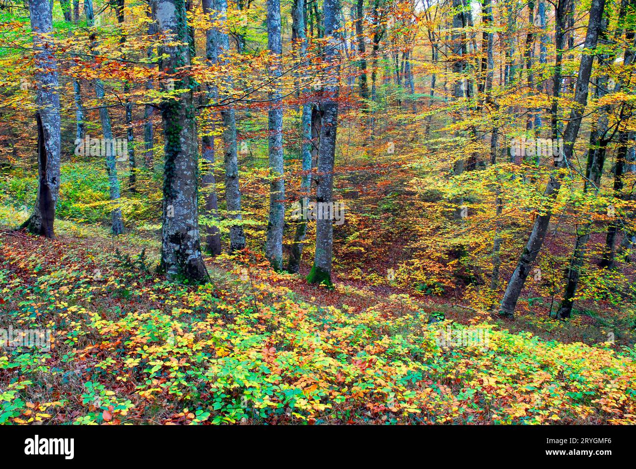 Forêt de hêtres (Fagus sylvatica) avec des couleurs d'automne. Banque D'Images