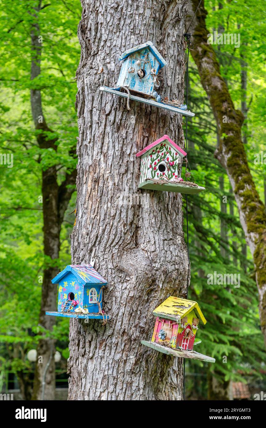 Mangeoires d'oiseaux colorées sur un arbre, printemps en Géorgie Banque D'Images