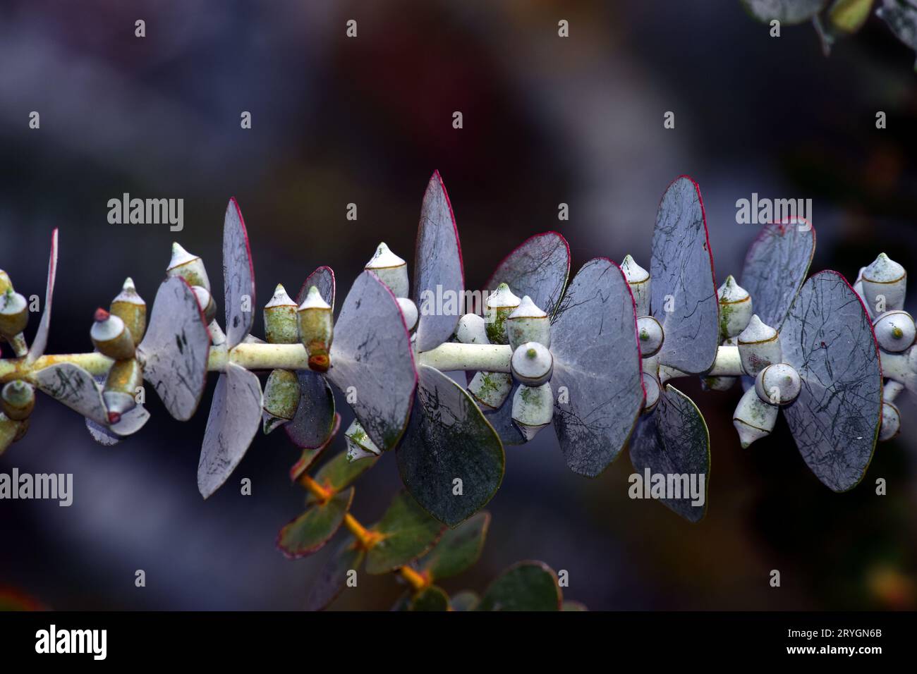 Feuilles et fruits d'Eucalyptus pulverulenta sur une petite branche. Banque D'Images