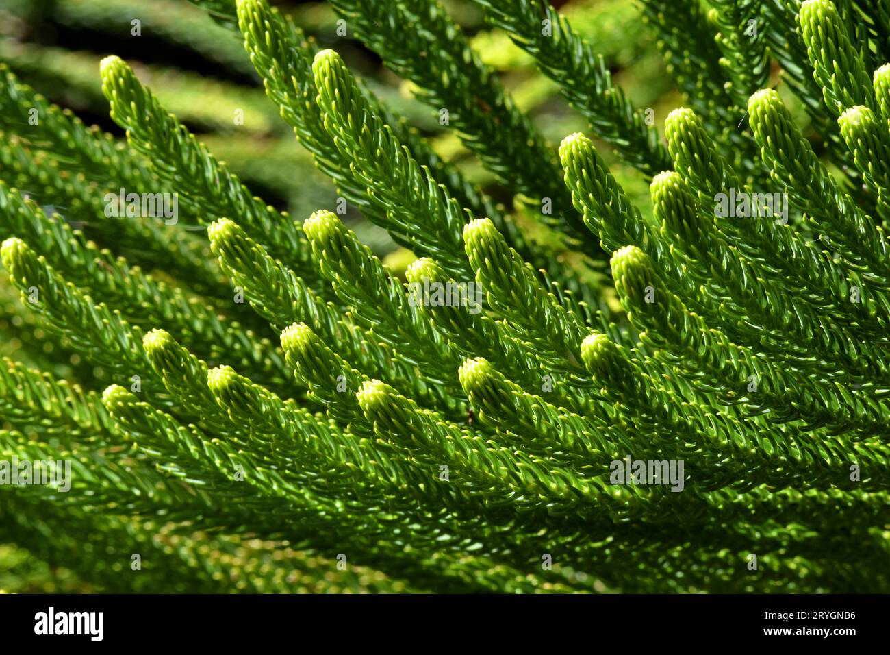 Macrophotographie des feuilles d'un pin Norfolk (Araucaria heterophylla ou A. excelsa) Banque D'Images