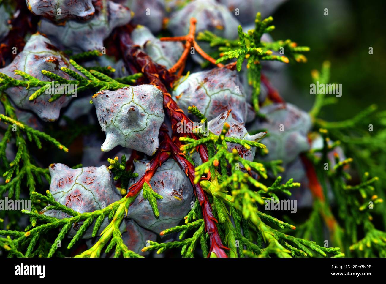 Feuilles et fruits du cyprès de l'Himalaya (Cupressus torulosa). Banque D'Images