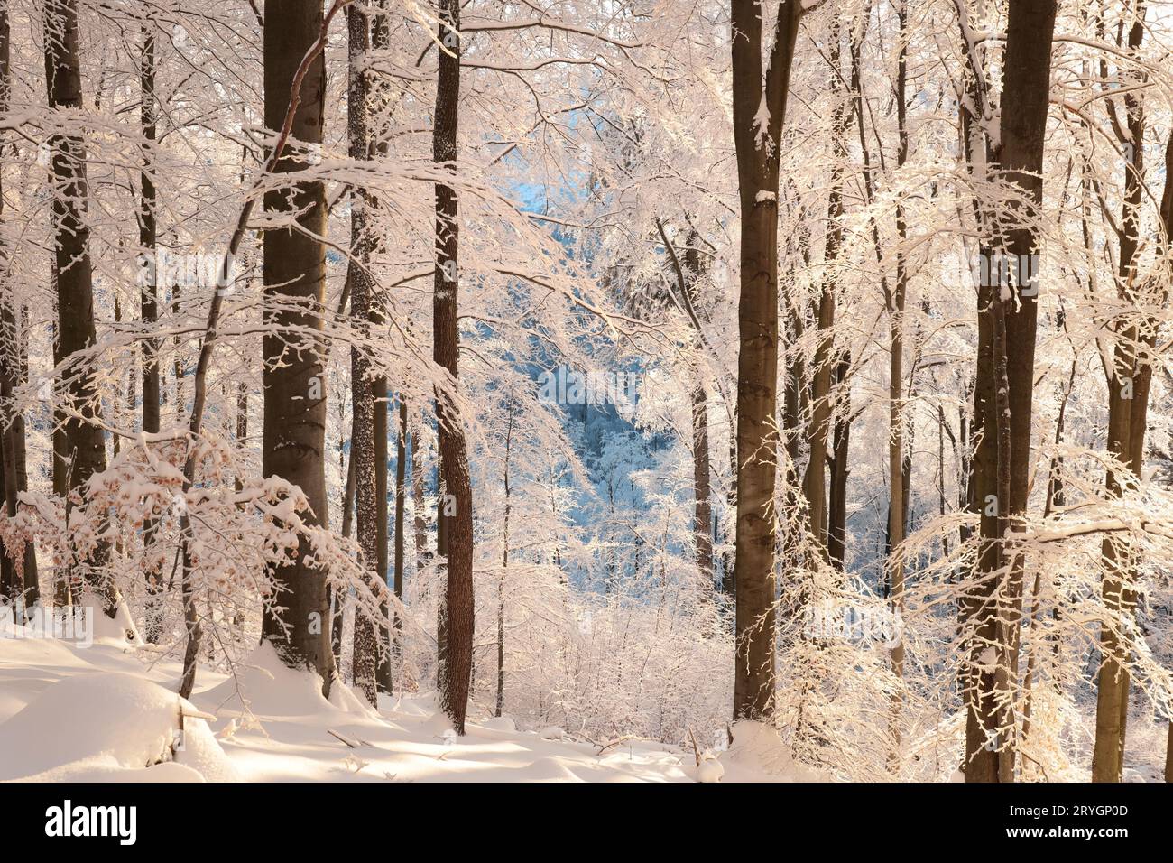 Forêt de hêtres d'hiver Banque D'Images