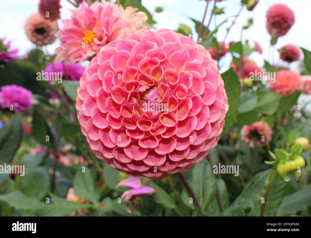 Dahlia « Caitlin's Joy » Banque D'Images