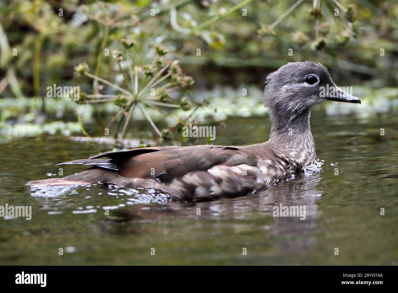 CANARD MANDARINE (Aix galericulata) caneton avec premier plumage, Royaume-Uni. Banque D'Images
