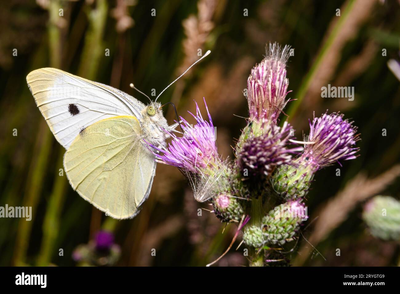 Une vue d'un papillon blanc dans un habitat naturel Banque D'Images