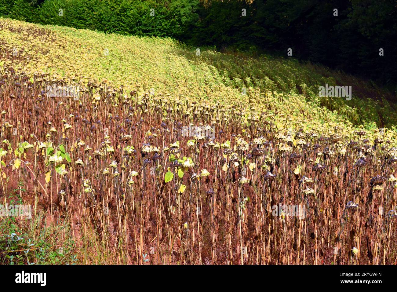 Culture du tournesol (Helianthus annuus) avec les fleurs déjà matures et transformées en graines. Banque D'Images
