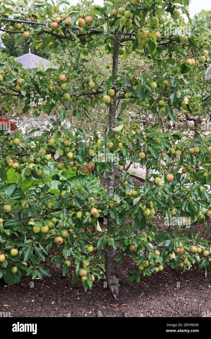 Malus domestica dressé en espalier, pomme, 'Red Falsatff' Banque D'Images