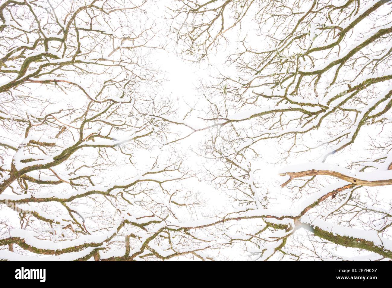 Motifs de branches de chênes sessiles dans les bois après une chute de neige. Powys, pays de Galles. Mars. Banque D'Images