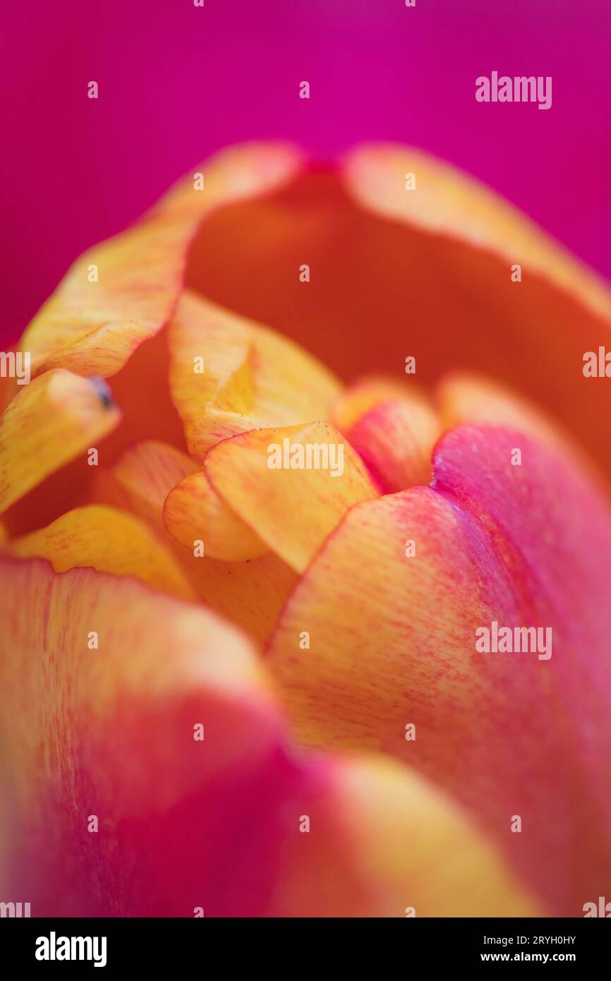 Fleur d'un jardin tulipe (Tulpia sp.) en gros plan. Powys, pays de Galles. Avril. Banque D'Images