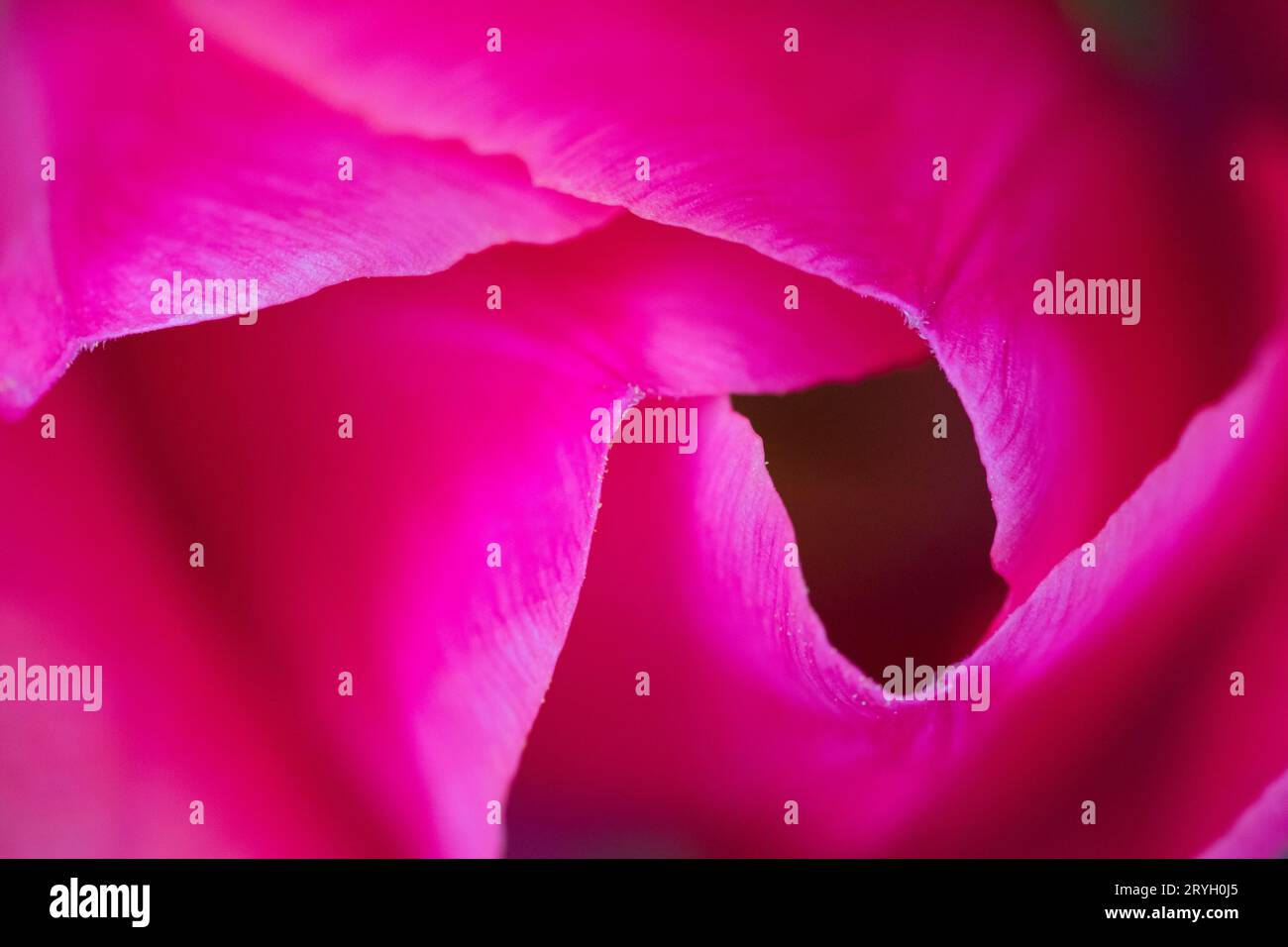 Fleur d'un jardin tulipe (Tulpia sp.) en gros plan. Powys, pays de Galles. Avril. Banque D'Images